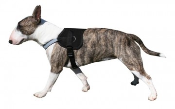 Doxtasy Survival Harness Black