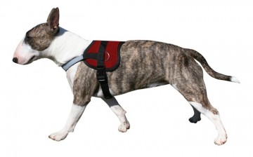 Doxtasy Survival Harness Red