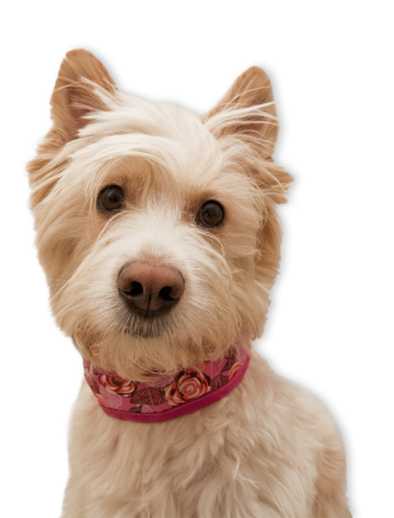 Aqua Coolkeeper Cooling Collar (Halsband)