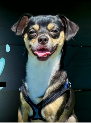 Buddy belts hondentuig sport blue camo 0