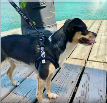 Buddy belts hondentuig sport blue camo 4