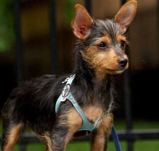 Buddy Belts hondentuigje Premium Blue nieuw11