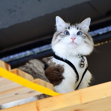 Catspi kattentuigje calypso model a black 3