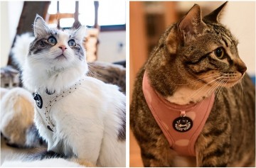 Catspia Kattentuig Betsy Oatmeal