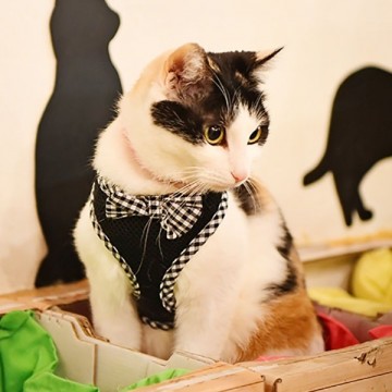 Catspia Kattentuig Evie Black