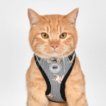 Catspia kattentuig model a moggy superior black 3