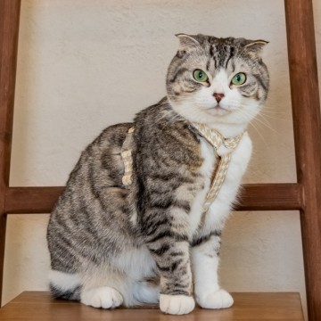 Catspia kattentuig mouser model h beige 3