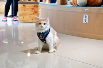 Catspia Kattentuig Penelope Blue