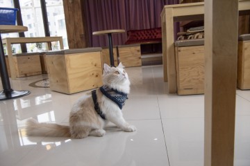 Catspia Kattentuig Penelope Blue