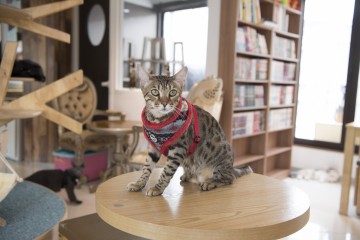 Catspia Kattentuig Penelope Red