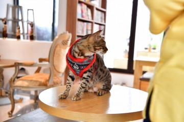 Catspia Kattentuig Penelope Red