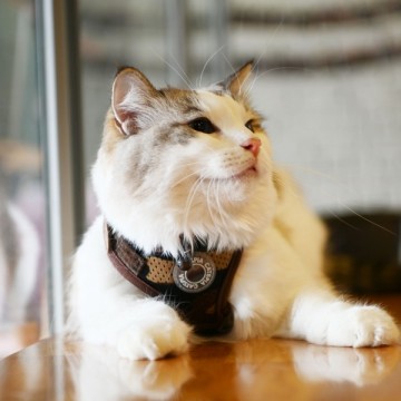 Catspia kattentuig private model a  11