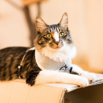 Catspia Kattentuig Tia Grey