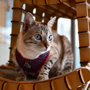 Catspia kattentuigje drake wine 4