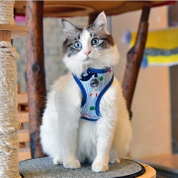 Catspia kattentuigje faye model a blue 3