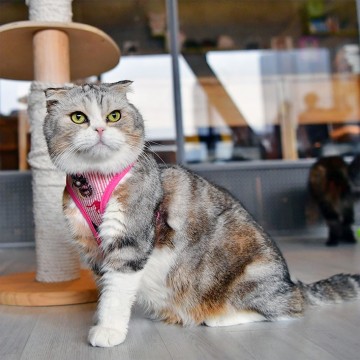 Catspia kattentuigje faye model a pink 3