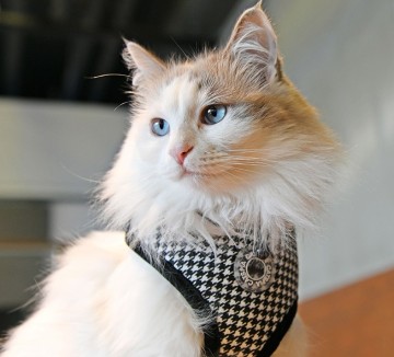 Catspia kattentuigje garbo black caua ha9488