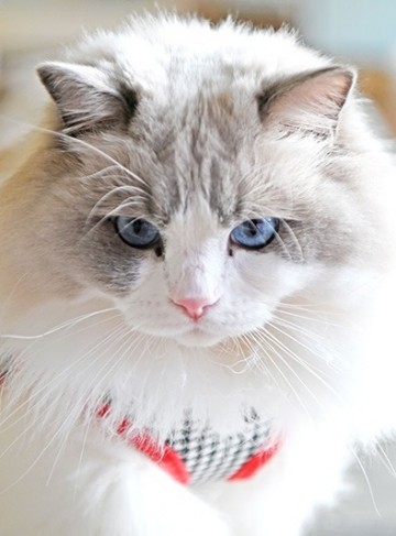 Catspia kattentuigje garbo red caua ha9488