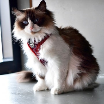 Catspia kattentuigje neve wine model a  3