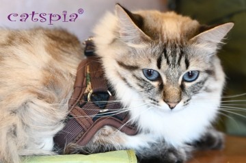 Catspia kattentuigje private brown camo caua hx9485