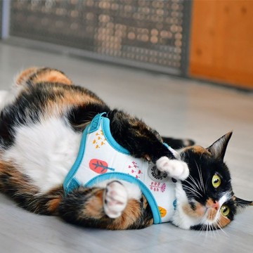 Catspia kattentuigje puss model a  mint 3