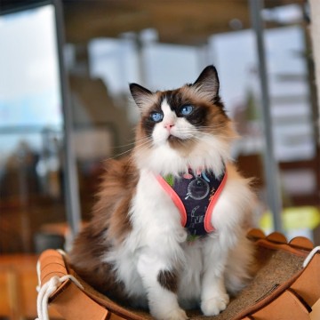 Catspia kattentuigje puss model a indian pink 3