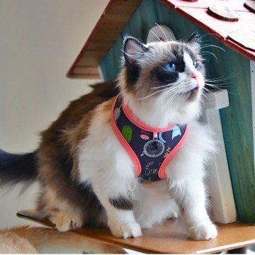 Catspia kattentuigje puss model a indian pink 4