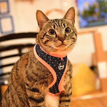 Catspia Kattentuig Cora Orange