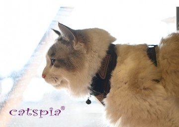 Catspia private camo caua ha9485