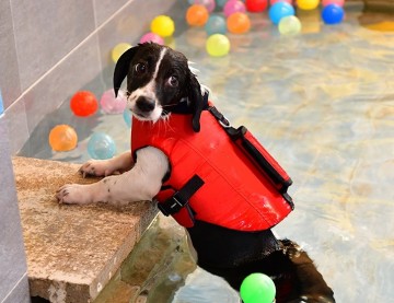 Life jacket puppia feniksware 0