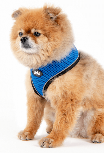 Olchi hondentuigje model a royal blue