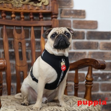 Puppia Harness / Hondentuigje Dex Model A Black