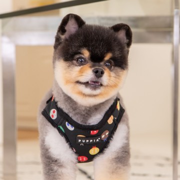 Puppia harness  hondentuigje lady beetle model a black