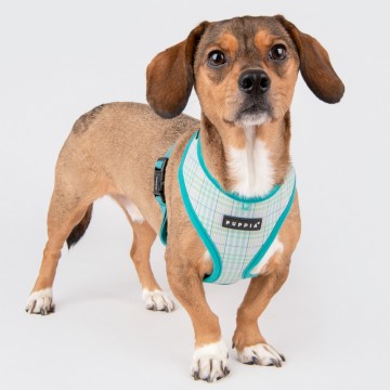 Puppia harness  hondentuigje luke model a aqua 3