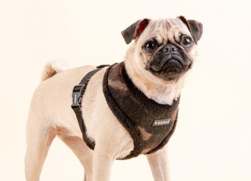 Puppia harness  hondentuigje model a colonel camo 3