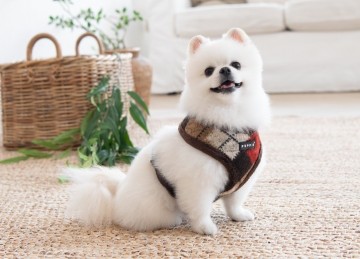 Puppia harness  hondentuigje model a jolly brown 3