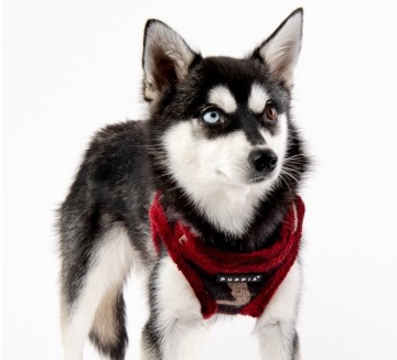 Puppia harness  hondentuigje model b colonel wine camo 4