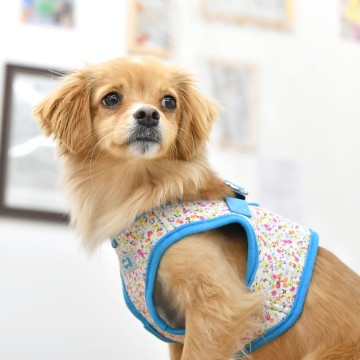 Puppia harness  hondentuigje model b wildflower sky blue 4