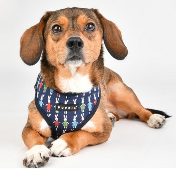 Puppia harness  hondentuigje mollie model a navy 5