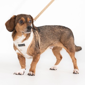 Puppia harness  hondentuigje pawprint model a beige 3