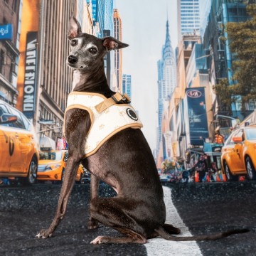 Puppia harness  hondentuigje pawprint model b beige 5