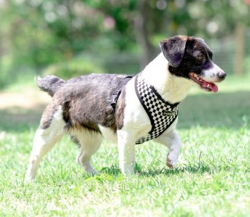 Puppia harness  hondentuigje Model A racer black 3
