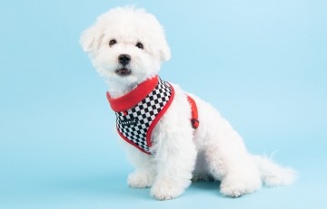 Puppia harness  hondentuigje Model A racer red 3