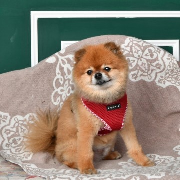 Puppia harness  hondentuigje vivien check model a wine 3