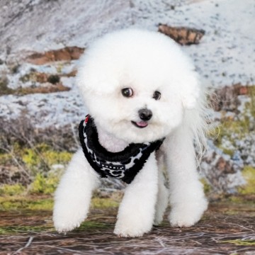 Puppia harness  hondentuigje wild model b black 5