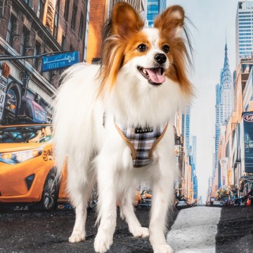 Puppia harness  hondentuigje windsor model a beige 3