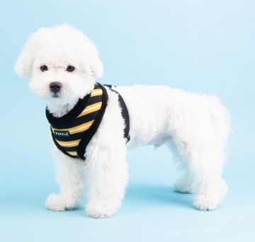 Puppia harness hondentuigje model a rowdy black 3