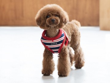 Puppia harness hondentuigje model a rowdy red 3