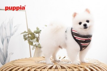 Puppia harness hondentuigje rowdy dark grey 3