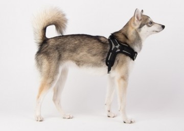 Puppia hondentuig  harness  model x black 3
